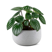 עציצים וצמחי נוי