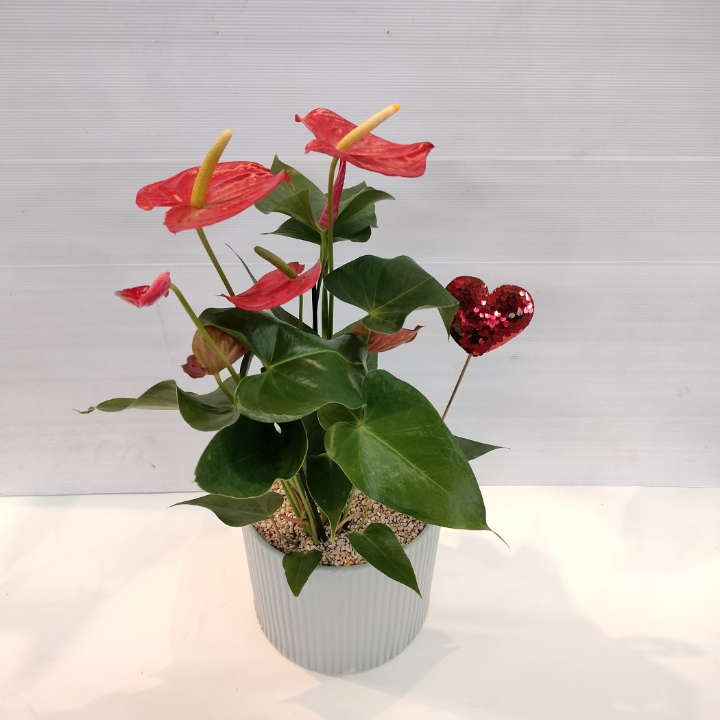 אנטוריום לבבות בקרמיקה