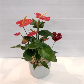 אנטוריום לבבות בקרמיקה