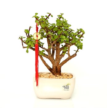 עץ הכסף והשפע