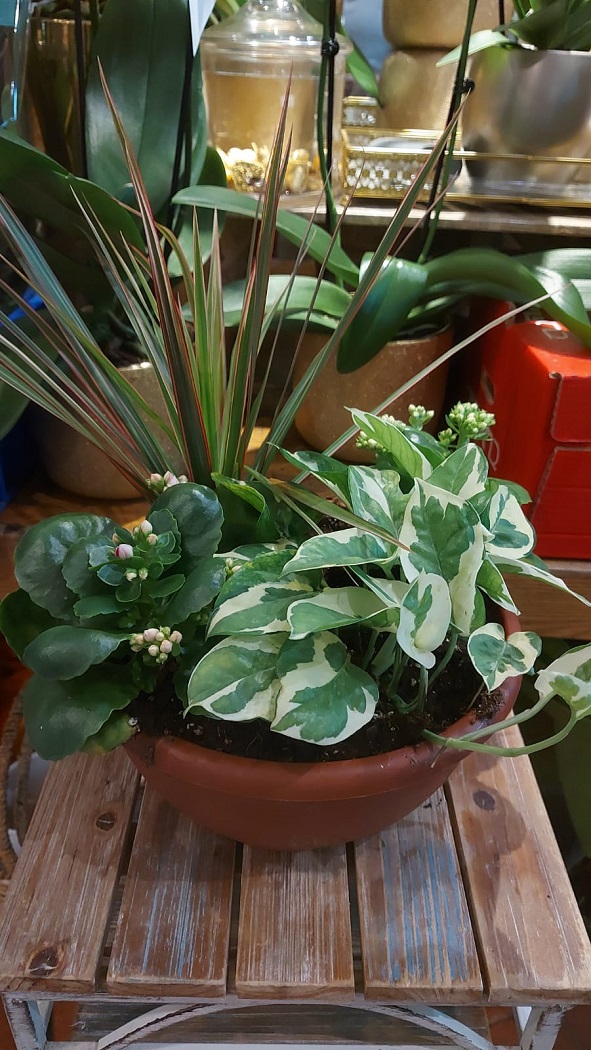 קוקטיל 4 צמחים או 3 צמחים