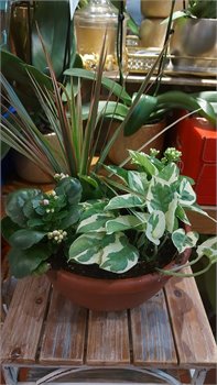 קוקטיל 4 צמחים או 3 צמחים