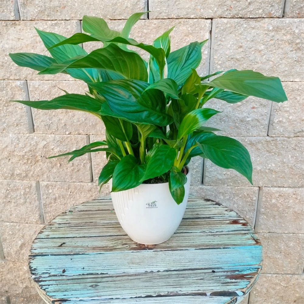 ספטיפיליום חגיגי בקרמיקה