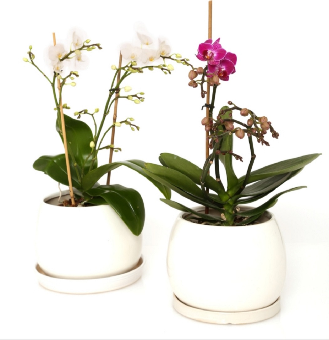 סחלב כפול מהודר בכלי