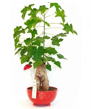 עץ אהבה גדול