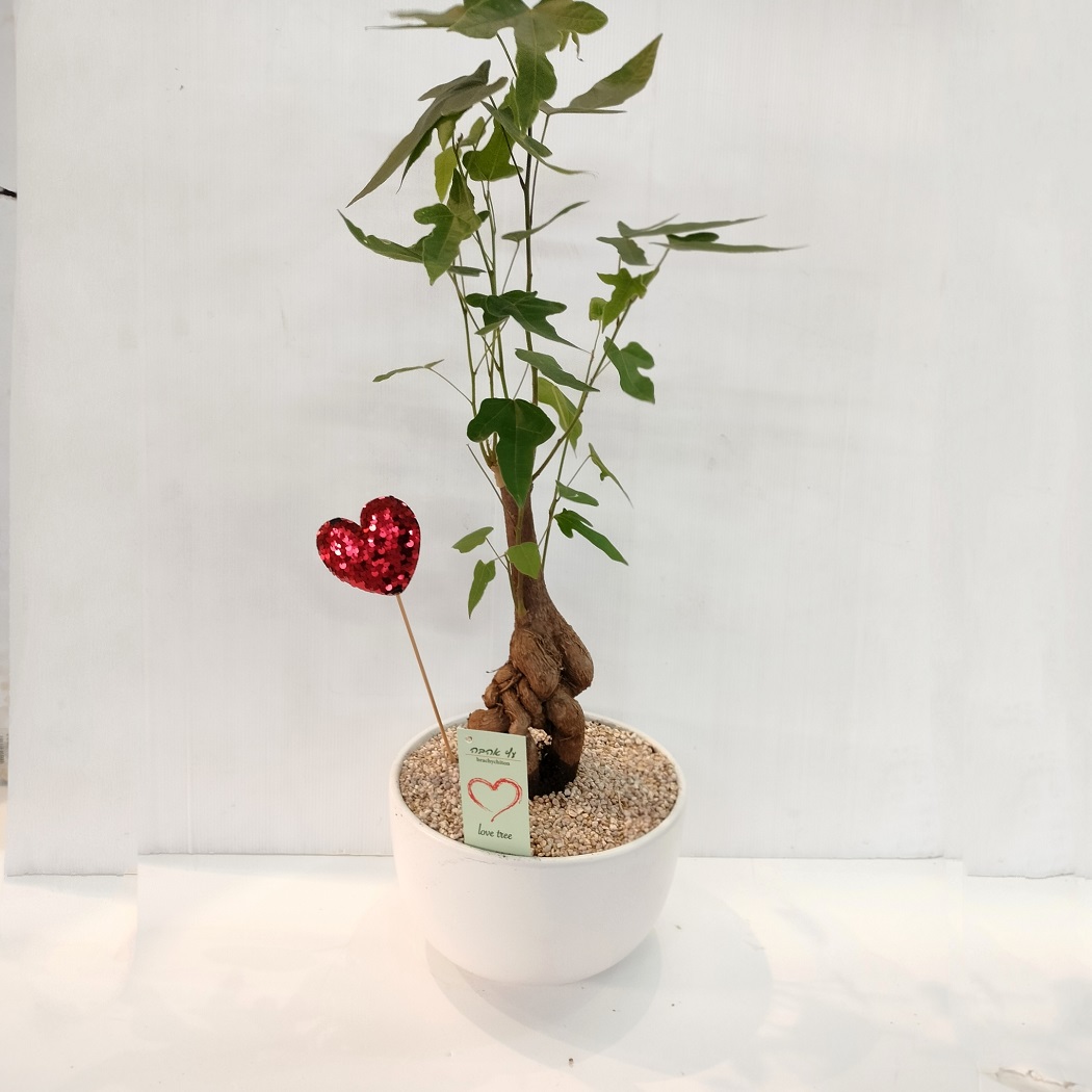 עץ האהבה בונסאי