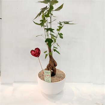 עץ האהבה בונסאי