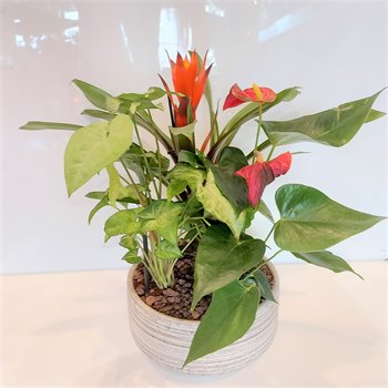 קוקטיל צמחים מהודר בקרמיקה