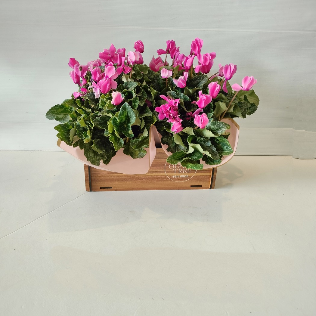 רקפות באדנית