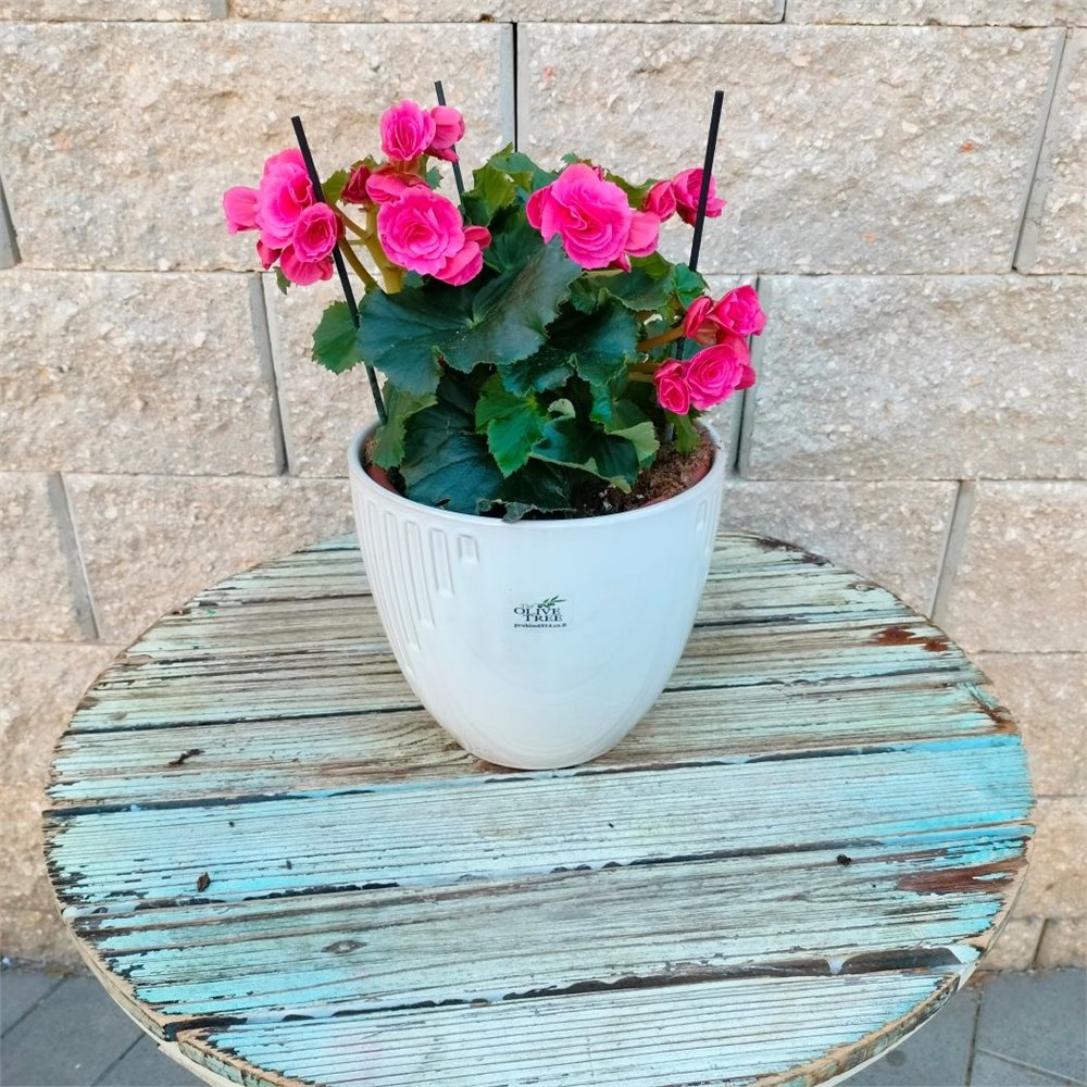 בגוניה צבעונית 