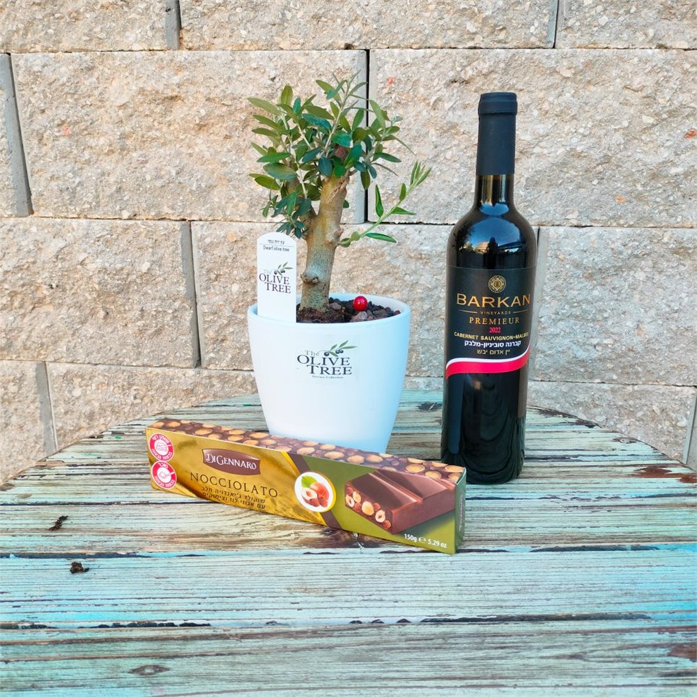 זית בונסאי מארז