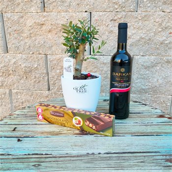 זית בונסאי מארז